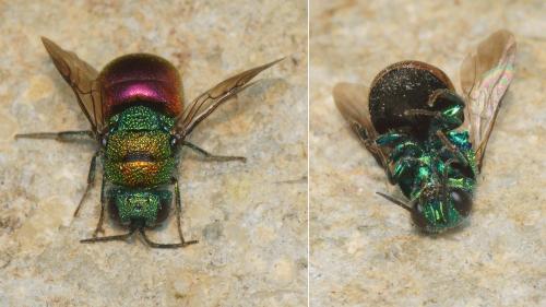 Holopyga ignicollis